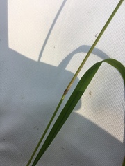 Calamagrostis varia