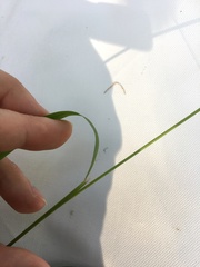Calamagrostis varia