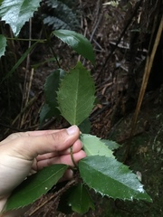 Atherosperma moschatum moschatum