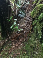 Atherosperma moschatum moschatum