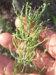 Asparagus burchellii