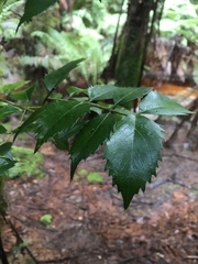 Atherosperma moschatum moschatum