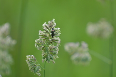 Malachius bipustulatus