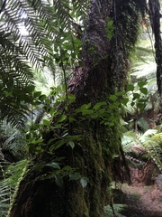 Atherosperma moschatum moschatum