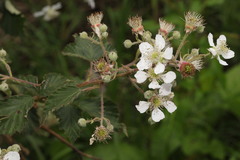 Rubus lindleianus