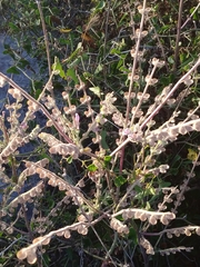 Scutellaria brevibracteata