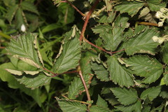 Rubus lindleianus