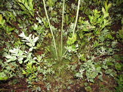 Xerophyllum asphodeloides