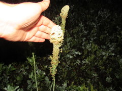 Xerophyllum asphodeloides