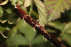 Rubus lindleianus