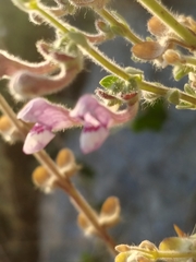 Scutellaria brevibracteata