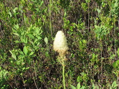 Xerophyllum asphodeloides