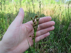 Rhynchospora capitellata