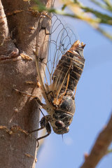 Cicadatra atra