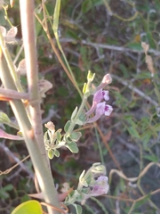 Scutellaria brevibracteata