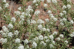 Lepidium thurberi