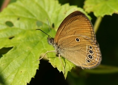 Coenonympha oedippus
