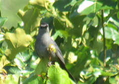 Dumetella carolinensis