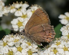Callophrys gryneus rosneri