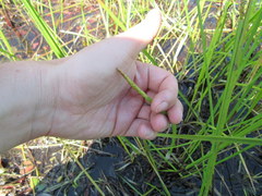 Eleocharis robbinsii