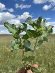 Asclepias viridiflora