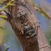 Black Sorrow Cicada - Photo (c) Luis Orlando, some rights reserved (CC BY-NC), uploaded by Luis Orlando