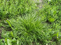 Carex leporina