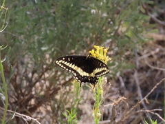 Papilio indra