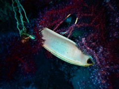 Scyliorhinus stellaris