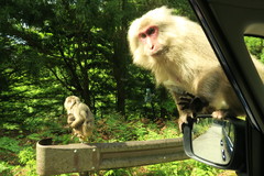 Macaca fuscata yakui