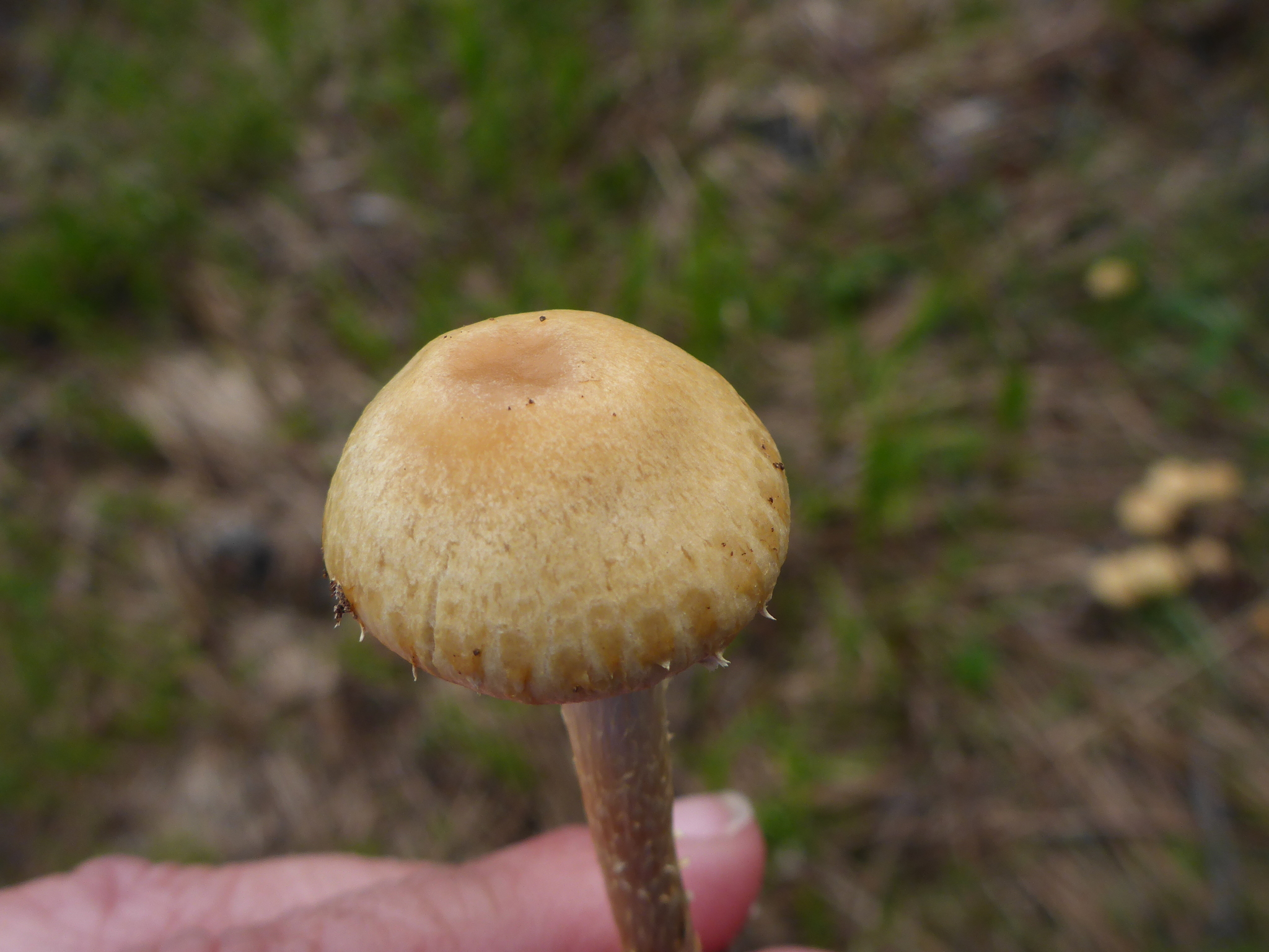 Leratiomyces percevalii image