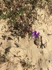 Viola tricolor curtisii