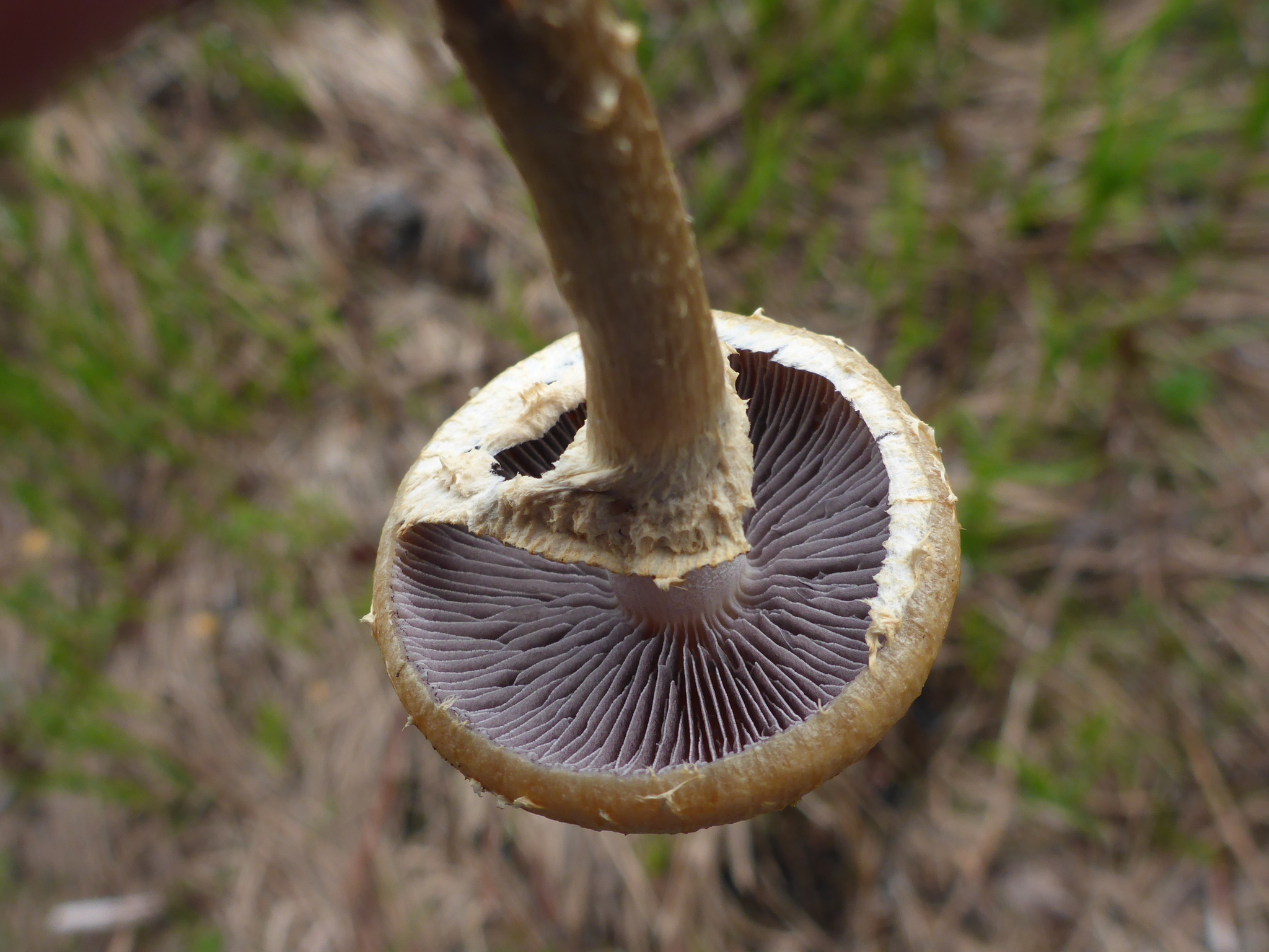 Leratiomyces percevalii image
