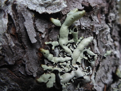 Hypogymnia occidentalis