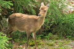 Cervus nippon yakushimae