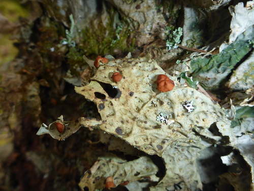 Lobaria pseudopulmonaria image