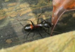 Camponotus hemichlaena