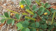 Cassiinae