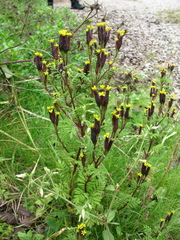 Tagetes foetidissima