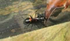 Camponotus hemichlaena