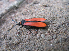 Synanthedon cardinalis