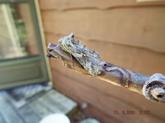 Autographa pseudogamma