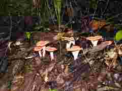 Cantharellus guyanensis