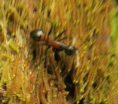 Camponotus hemichlaena