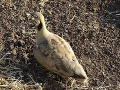 Pterocles gutturalis