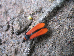 Synanthedon cardinalis