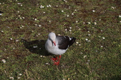 Leucophaeus scoresbii