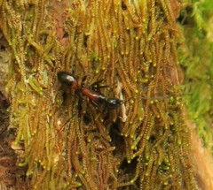 Camponotus hemichlaena