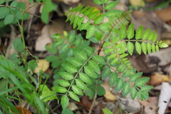 Zanthoxylum piperitum