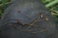 Marasmius curreyi